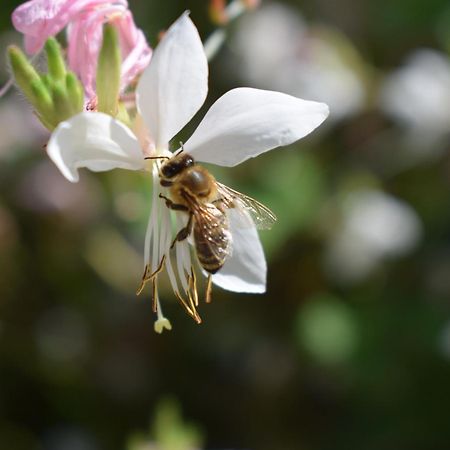 Beehouse - La Casa Delle Api Agriturismo Borso del Grappa Εξωτερικό φωτογραφία